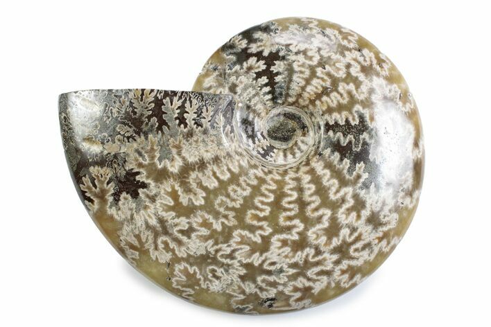 Polished Ammonite (Cleoniceras) Fossil - Madagascar #365042